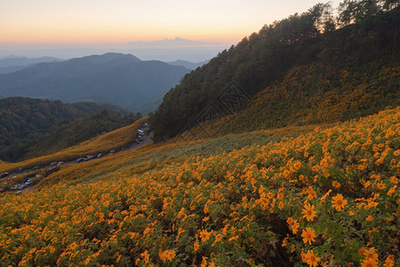 在泰国梅洪山家花园公和山丘中Marigold树或黄色花朵的空中景象旅行和度假中的自然景观DoiMaeUKho的ThungBuaT图片