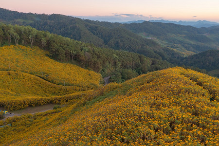 在泰国梅洪山家花园公和山丘中Marigold树或黄色花朵的空中景象旅行和度假中的自然景观DoiMaeUKho的ThungBuaT图片