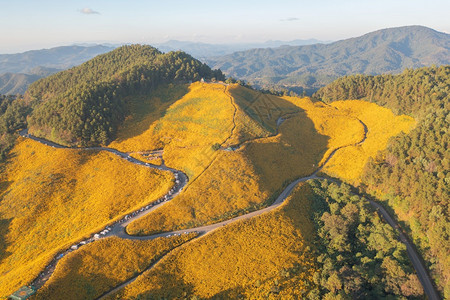 在泰国梅洪山家花园公和山丘中Marigold树或黄色花朵的空中景象旅行和度假中的自然景观DoiMaeUKho的ThungBuaT图片