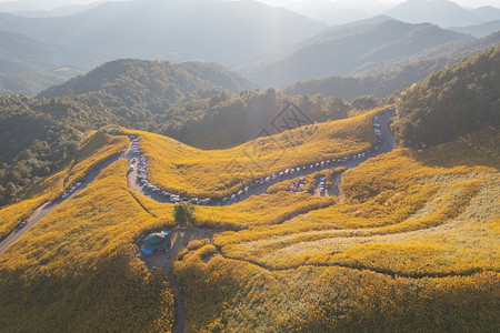 在泰国梅洪山家花园公和山丘中Marigold树或黄色花朵的空中景象旅行和度假中的自然景观DoiMaeUKho的ThungBuaT图片