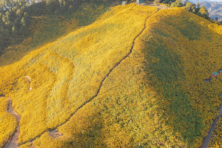 在泰国梅洪山家花园公和山丘中Marigold树或黄色花朵的空中景象旅行和度假中的自然景观DoiMaeUKho的ThungBuaT图片