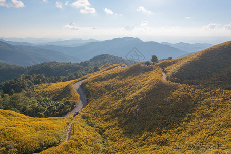 在泰国梅洪山家花园公和山丘中Marigold树或黄色花朵的空中景象旅行和度假中的自然景观DoiMaeUKho的ThungBuaT图片