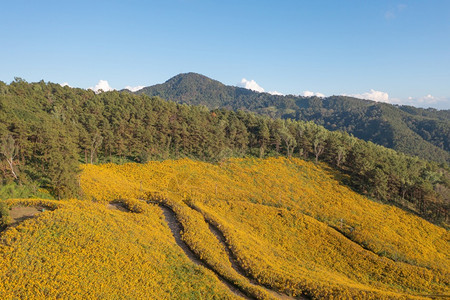 在泰国梅洪山家花园公和山丘中Marigold树或黄色花朵的空中景象旅行和度假中的自然景观DoiMaeUKho的ThungBuaT图片