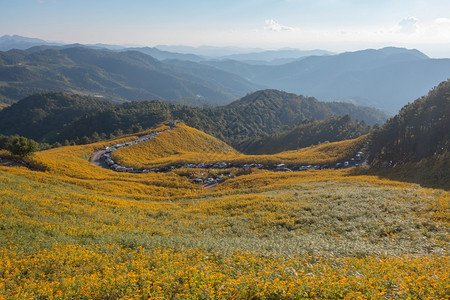 在泰国梅洪山家花园公和山丘中Marigold树或黄色花朵的空中景象旅行和度假中的自然景观DoiMaeUKho的ThungBuaT图片