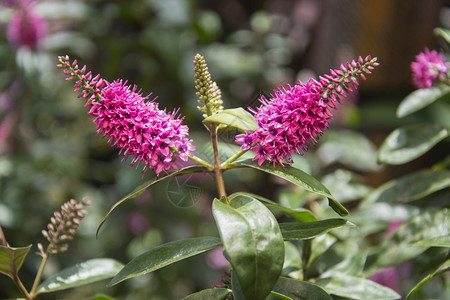 斯帕兰札尼图片_斯帕兰札尼素材图片大全_摄图网