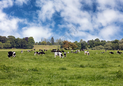 在草绿牧场放奶牛图片