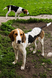 夏天清晨一群狗的猎犬图片