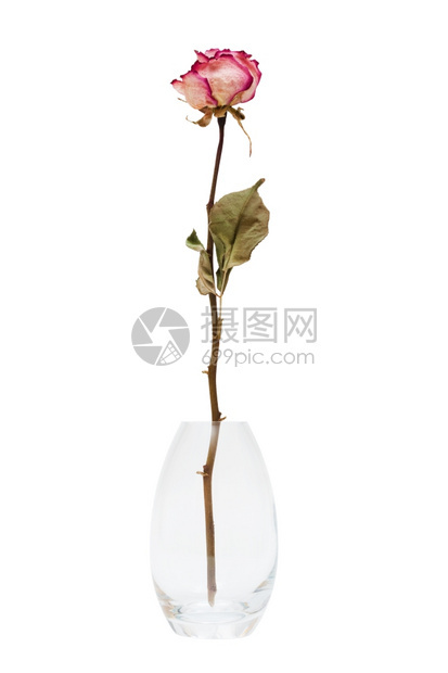 白色背景的花瓶中干玫瑰图片