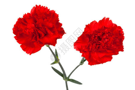 两个红康乃馨在白色背景上图片