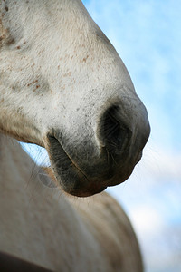 紧闭上美丽的白马鼻子和嘴唇图片