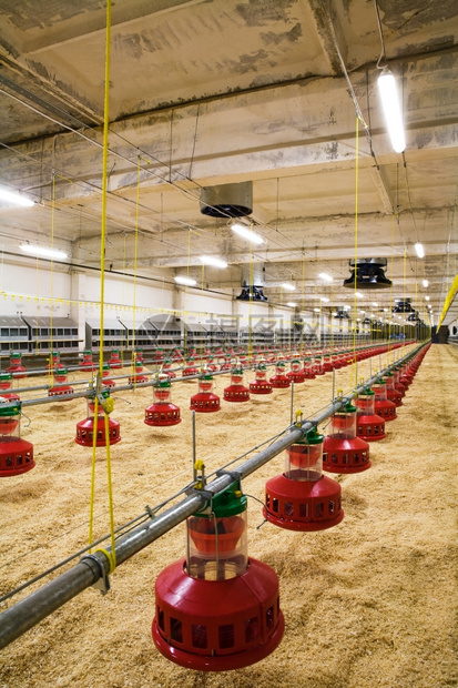 现代和新的自动化综合家禽养殖场图片