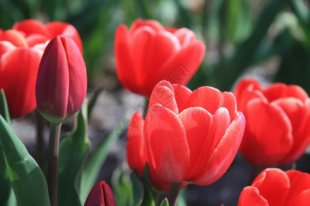 春夏初太阳的红郁金香生长在田地上花卉工业图片