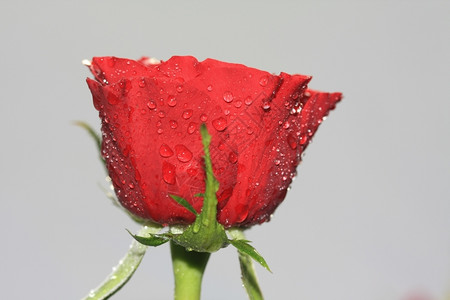 一朵含苞待放的红玫瑰背景