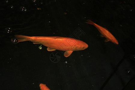 一只大橙黄色的日本鱼图片