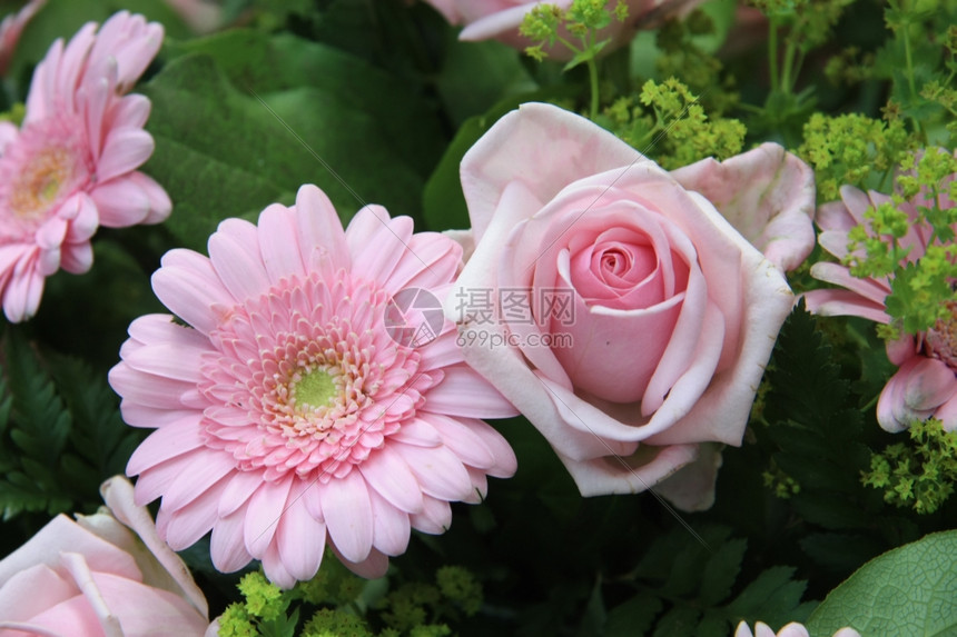 柔软的粉红玫瑰花和朵安排中的雪贝拉图片