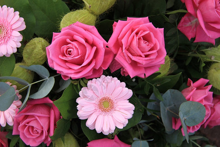 大粉红玫瑰和柔软花背景图片