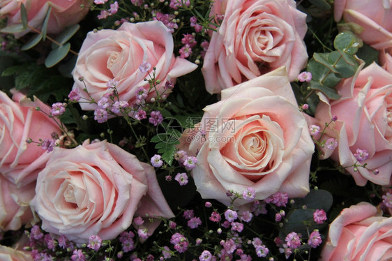 粉红色大玫瑰花朵状地有水滴图片