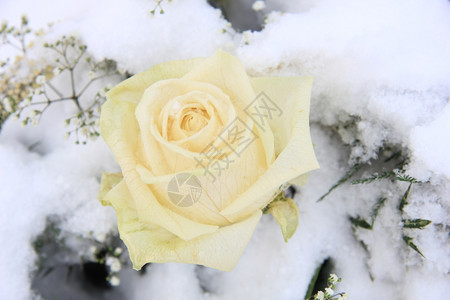 雪中白玫瑰图片