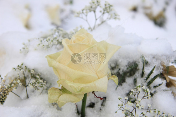 雪中白玫瑰图片