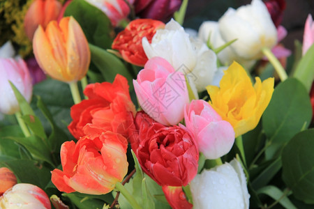 充满多彩的春季花束有各种明亮颜色的郁金香图片