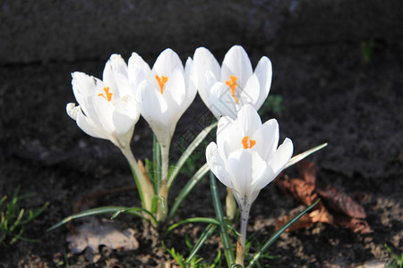 一大群白在初春的阳光下图片