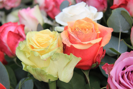 混合玫瑰花束彩色大玫瑰图片
