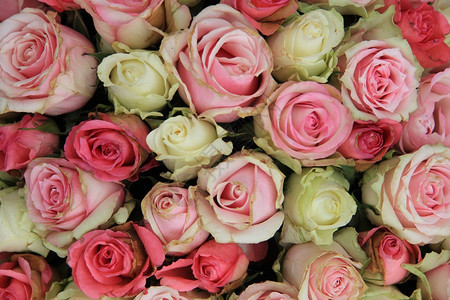 粉红玫瑰大安排完美如背景图片