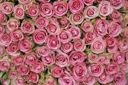 一大批粉红玫瑰完美如背景背景图片