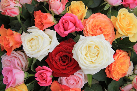 混合玫瑰花束彩色大玫瑰图片