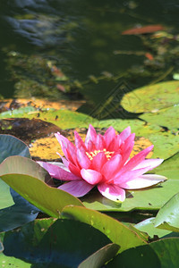 粉水漂浮在太阳池塘中图片