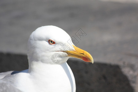 白色海鸥的近距离肖像图片