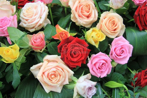 玫瑰花束色彩各异颜明亮图片