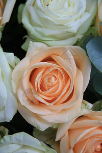 在白色玫瑰花安排下紧贴着一朵大软橙色玫瑰图片