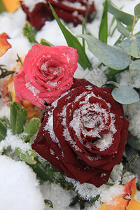 雪中一朵红粉玫瑰图片