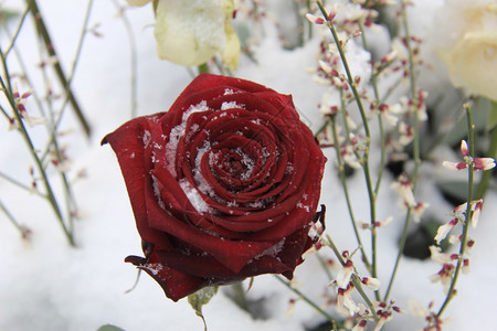 大红玫瑰满是雪图片