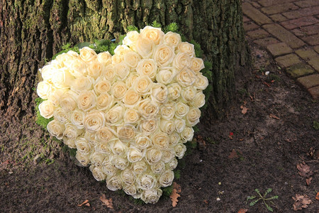 心形的同情花朵安排树旁有白玫瑰图片