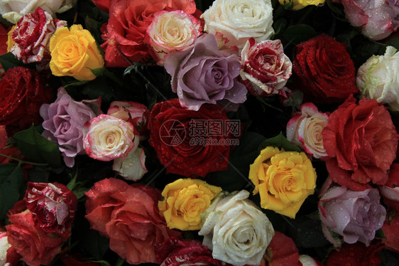 混合玫瑰花朵多彩有黄色立红玫瑰和橙图片