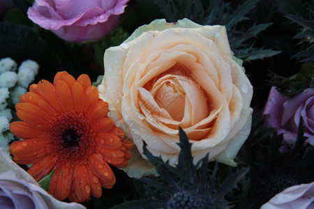 橙色热贝拉和玫瑰作为雨后花朵安排的一部分图片