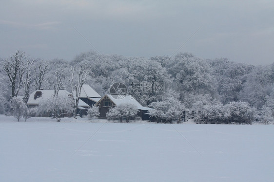 森林中的农场覆盖着雪和冷冻树木的草地图片