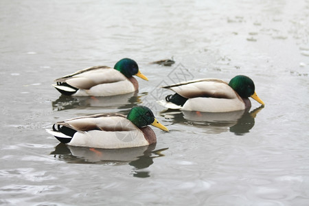 三只公鸭野在水中图片