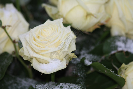 雪中白玫瑰图片