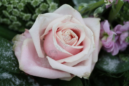 雪中一朵粉红玫瑰图片