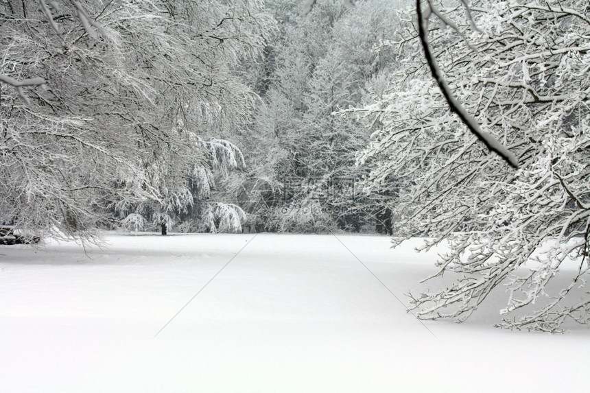 雪覆盖了道路和林中的霜冻树木图片
