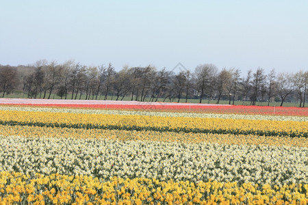 荷兰花卉工业有黄水仙田的地图片