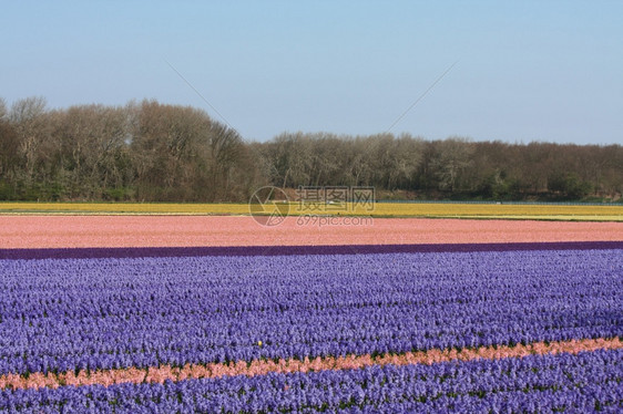 荷兰的花植物工业有杂草的田地图片