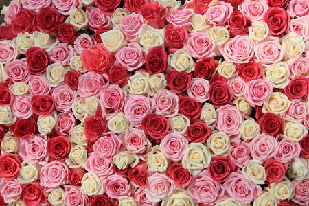 和两色粉红玫瑰在花朵安排中图片