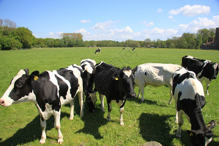 草原上的奶牛群图片