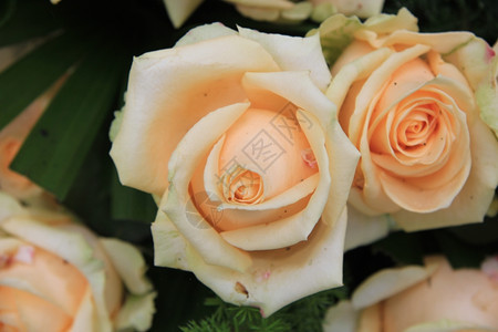 花朵安排中的大软粉红玫瑰或橙色图片