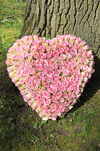 在心脏形状的安排中 小粉红玫瑰图片