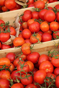 法国普罗旺斯当地市场新鲜红番茄图片